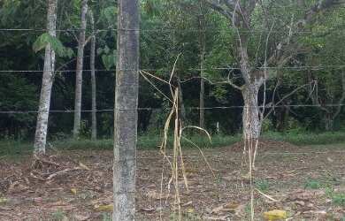 Imagem 4: Terreno 118.000M². 118.000m² de Área