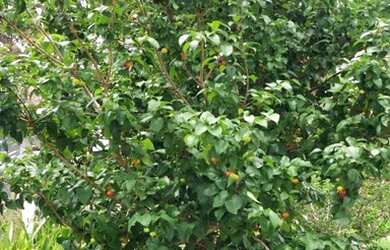 Imagem 14: CASA RESIDENCIAL em ITUPEVA - SP, VILLAGE AGUAS DE SANTA ELISA