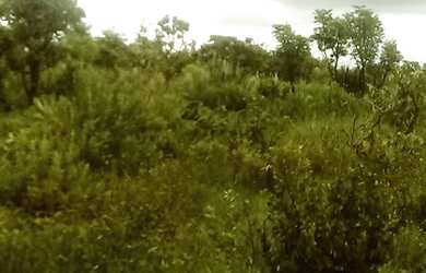 Imagem 8: Fazenda em Niquelândia 1