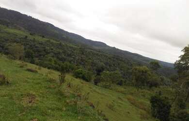 Imagem 7: Oportunidade em pinhão