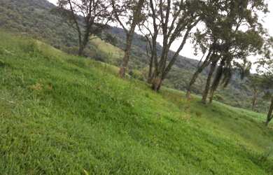 Imagem 10: Oportunidade em pinhão