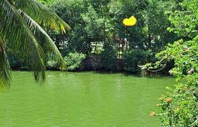 Imagem 4: Ilha da Gigoia, Barra da Tijuca, linda casa com vista para o canal