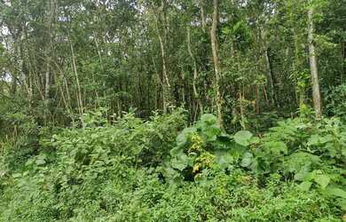 Imagem 12: Terreno à venda, 654 m² por R$ 200.000,00 - Massaguaçu - Caraguatatuba/SP