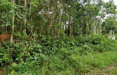 Imagem 8: Terreno à venda, 654 m² por R$ 200.000,00 - Massaguaçu - Caraguatatuba/SP