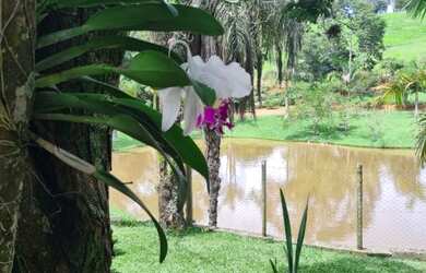 Imagem 8: Fazenda para Venda - FAZENDA, FLORESTAL - 110000m², 3 vagas