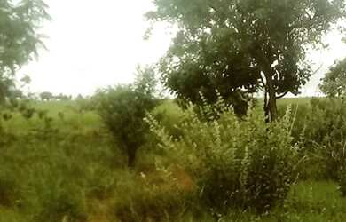 Imagem 4: Fazenda em Niquelândia 1