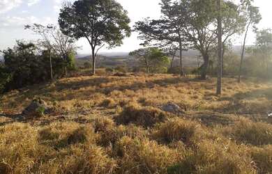 Imagem 6: Chacra 10 alq cultura boa d x27 água muito barata