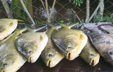 Imagem 11: Fazenda para Venda - FAZENDA, FLORESTAL - 110000m², 3 vagas