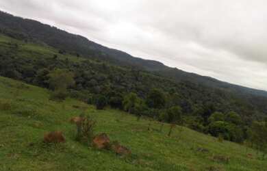 Imagem 16: Oportunidade em pinhão