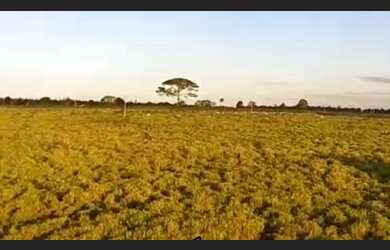Imagem: A fazenda e está localizado em Rondon do Pará, PA à venda