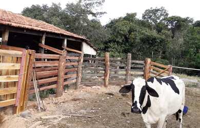 Imagem 4: Chacra 10 alq cultura boa d x27 água muito barata