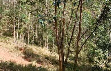 Imagem 14: Vendo terreno com linda vista e acesso a cachoeira no boa vista em igarata