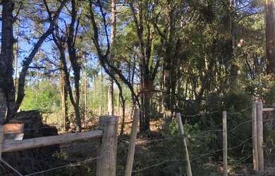 Imagem 4: Terreno em Canela. 1.600m² de Área