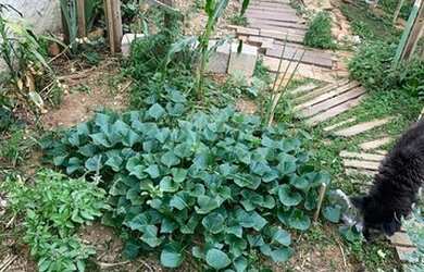 Imagem 12: Casa térrea Santa Luzia Bragança Paulista