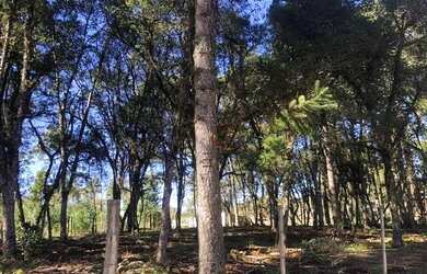 Imagem: O terreno possui 1.600m² de Área e está localizado em Canela