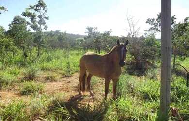 Imagem: A chácara está localizado em Jaboticatubas, MG à venda por