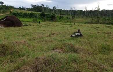 Imagem: A fazenda está localizado em Caroebe, RR à venda por