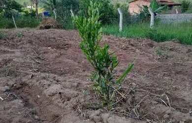 Imagem 2: Vendo terreno. 4.334m² de Área