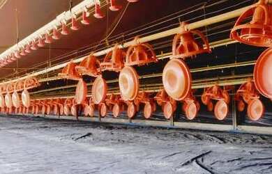Imagem 12: Vendo granja em Brasilândia 65 hectares FAZENDA ALMÉCEGAS