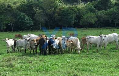 Imagem: A fazenda possui 500m² de Área e está localizado em Lamounier