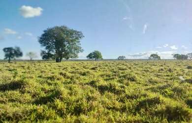 Imagem: A fazenda está localizado em Plano Diretor Sul, Palmas à venda