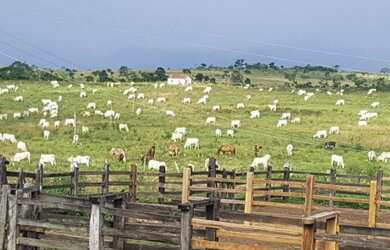 Imagem 1: Fazenda para Venda em Santa Cruz Da Vitória, Zona Rural