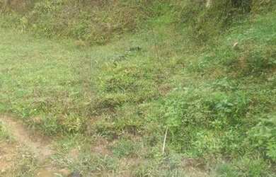 Imagem 9: Fazenda/Sítio/Chácara para venda com 62.500 metros quadrados em Garcia - Angelina - SC