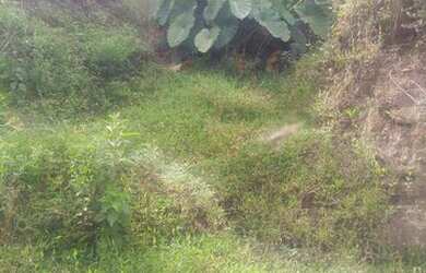 Imagem 4: Fazenda/Sítio/Chácara para venda com 62.500 metros quadrados em Garcia - Angelina - SC