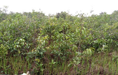 Imagem: A fazenda possui 800000-0m² de Área e está localizado em