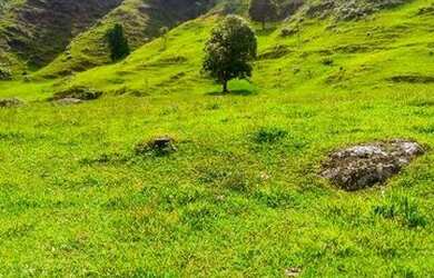 Imagem 14: Fazenda/Sítio/Chácara para venda com 62.500 metros quadrados em Garcia - Angelina - SC