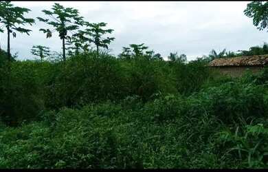 Imagem 1: Terreno. 333m² de Área