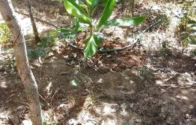 Imagem 1: Chácara 1000 mt. 1.000m² de Área