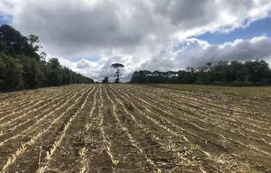 Imagem: Terreno Umbara