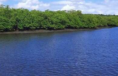 Imagem 4: Vendo fazenda em jaguaripe