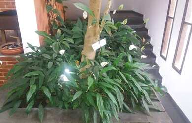 Imagem 5: Granja Viana, Águas da Fazendinha, Carapicuíba