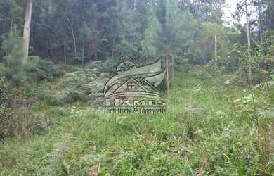 Imagem 10: Terreno Rural para Venda em Angelina, BETANIA