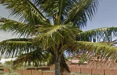 Imagem 3: Vendo Terreno na Taiba a 400 MT do Mirante e 5 min da praia