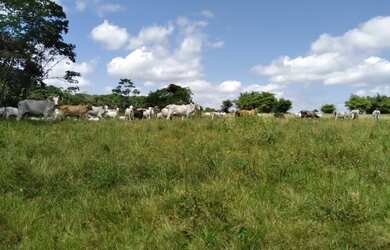 Imagem 3: 300 alqueires, porteira fechada no Pará R$17 milhões de reais