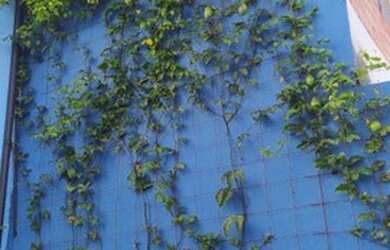 Imagem 11: SãO PAULO - Galpão/Depósito/Armazém - Interlagos