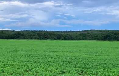 Imagem 5: Fazenda - Gurupi (TO