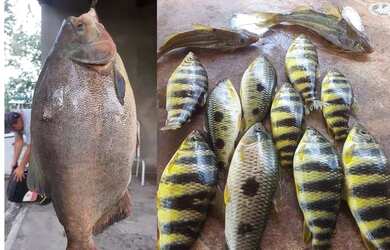 Imagem: O terreno possui 20.000m² de Área e está localizado em Setor