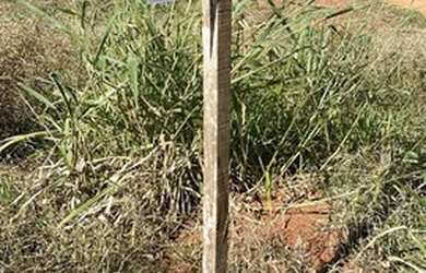 Imagem: O terreno à venda possui e está localizado em Rubinéia