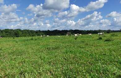 Imagem 9: 300 alqueires, porteira fechada no Pará R$17 milhões de reais