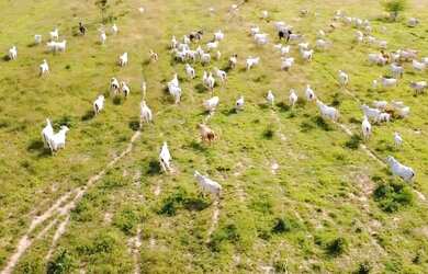 Imagem: A fazenda possui 120000m² de Área e está localizado em Nova
