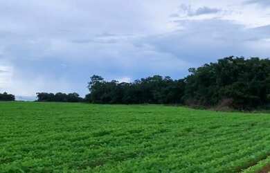 Imagem 6: Fazenda - Gurupi (TO