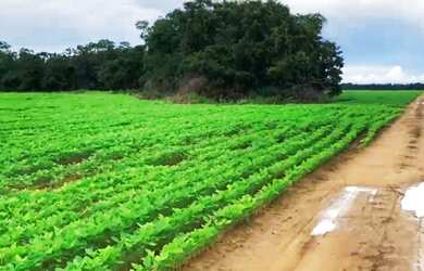 Imagem 1: Fazenda - Gurupi (TO