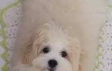 Imagem: A casa está localizado em Jardim Primavera, Boa Vista para