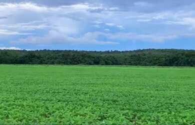 Imagem 3: Fazenda - Gurupi (TO