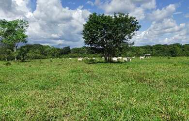 Imagem 10: 300 alqueires, porteira fechada no Pará R$17 milhões de reais