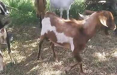 Imagem: O terreno possui 2760m² de Área e está localizado em Chácaras